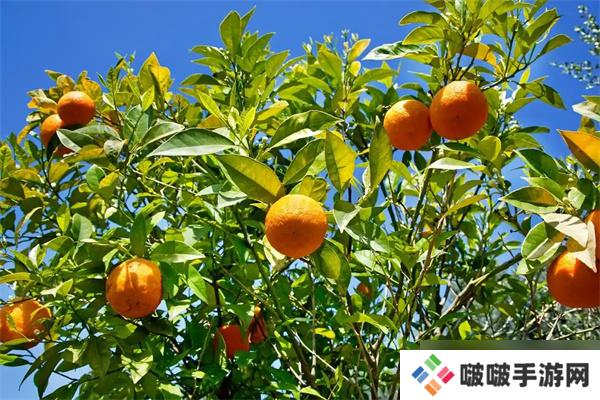 2025海龟汤题目和答案全套-海龟汤题目答案全解析-第四章